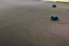 gray-carpet-after